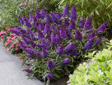 Afbeelding in Gallery-weergave laden, Buddleja Butterfly Candy &#39;Little Purple&#39; - Paarse Dwergvlinder
