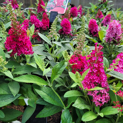 Buddleja Butterfly Candy 'Little Ruby' - Rode Dwergvlinder