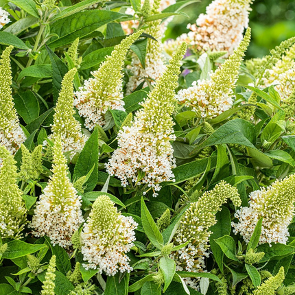 Buddleja Butterfly Candy 'Little White' - Witte Dwergvlinder