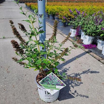 Buddleja 'Miss Violet' - Vlinderstruik