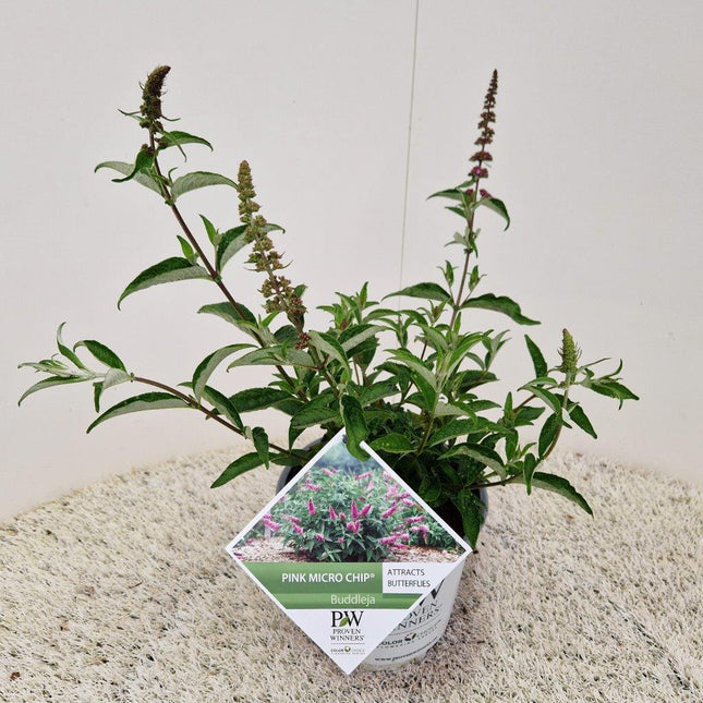 Buddleja 'Pink Micro Chip' - Dwergvlinderstruik roze
