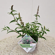 Afbeelding in Gallery-weergave laden, Buddleja &#39;Red Chip&#39; - Dwergvlinderstruik rood
