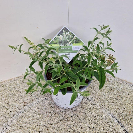 Buddleja 'White Chip' - Dwergvlinderstruik wit