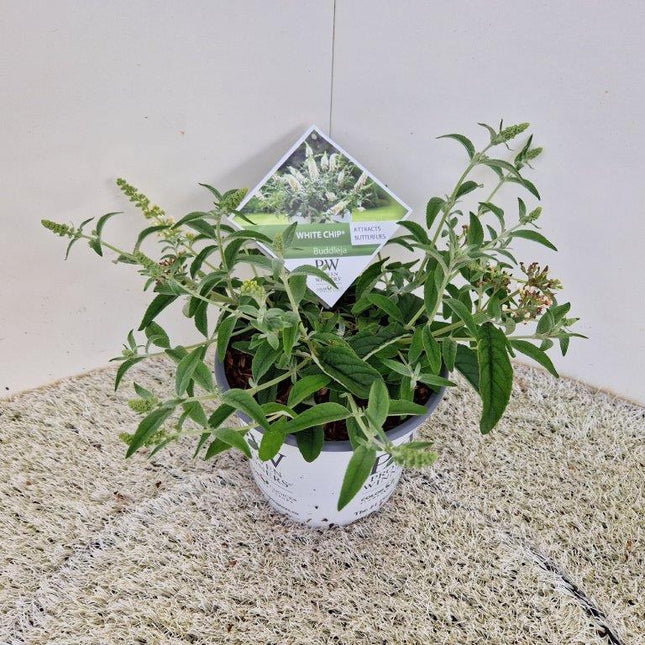 Buddleja 'White Chip' - Dwergvlinderstruik wit