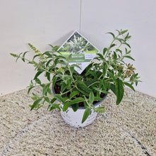 Afbeelding in Gallery-weergave laden, Buddleja &#39;White Chip&#39; - Dwergvlinderstruik wit
