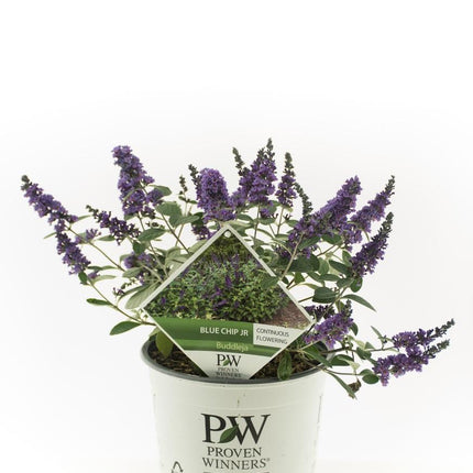 Buddleja 'Blue Chip jr.' - Compace dwerg vlinderstruik