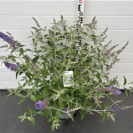 Buddleja ‘Lochinch’ - Vlinderstruik blauw-paars 50-60 cm C10 pot