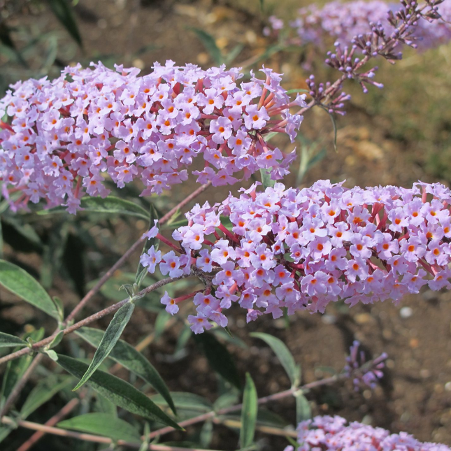 Close-up van de slanke, lila bloempluim van Buddleja davidii ‘Nanhoensis’, met talrijke kleine bloemetjes dicht op elkaar.