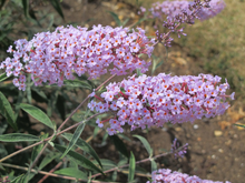 Afbeelding in Gallery-weergave laden, Buddleja davidii ‘Nanhoensis’ - Vlinderstruik
