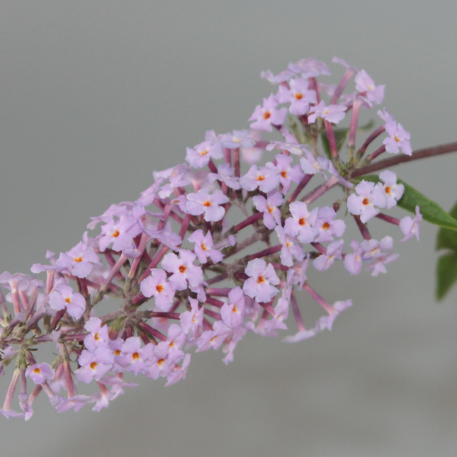 Buddleja davidii ‘Nanhoensis’ - Vlinderstruik