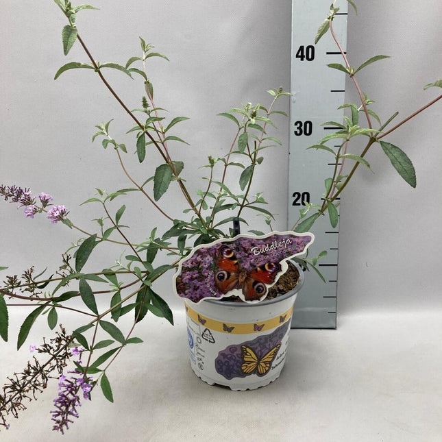 Buddleja davidii ‘Nanhoensis’ - Vlinderstruik