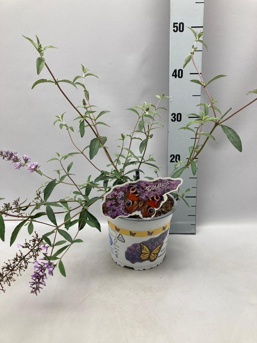 Buddleja davidii ‘Nanhoensis’ - Vlinderstruik
