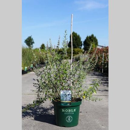 Buddleja alternifolia in kwekerspot met smal, grijsgroen blad en jonge, opgaande scheuten.
