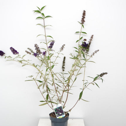Buddleja davidi black knight 50-60cm