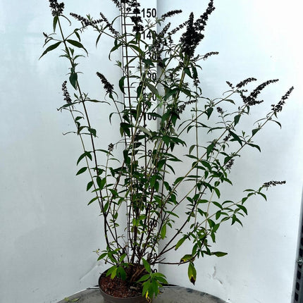 Buddleja davidii 'Black Knight' - Vlinderstruik