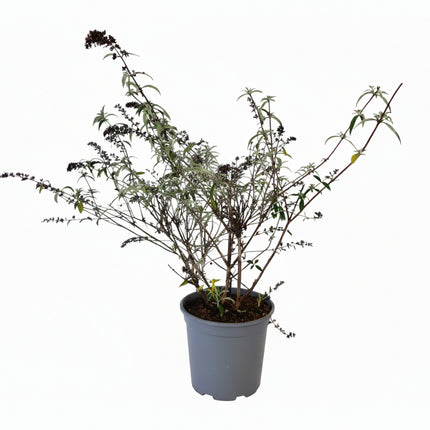 Buddleja davidii ‘Border Beauty’ in kwekerspot met frisgroen blad en jonge, opgaande scheuten.
