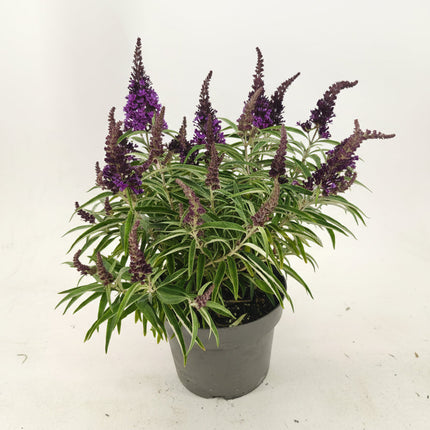 Buddleja Butterfly Candy ‘Little Purple’ in kwekerspot met jonge, bossige scheuten en frisgroen blad.