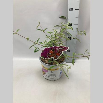 Buddleja davidii ‘Nanho Purple’ in kwekerspot met frisgroen blad en jonge, opgaande scheuten.
