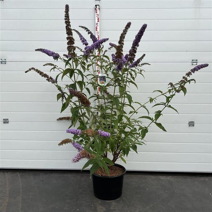 Buddleja davidii 'Orchid Beauty' - Vlinderstruik