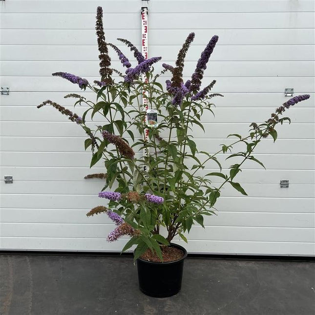 Buddleja davidii 'Orchid Beauty' - Vlinderstruik