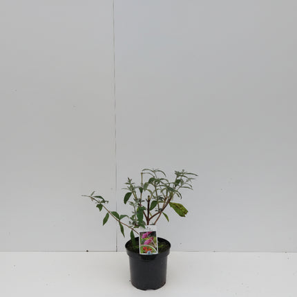 Buddleja davidii ‘Pink Delight’ in kwekerspot met frisgroen blad en jonge, opgaande scheuten.