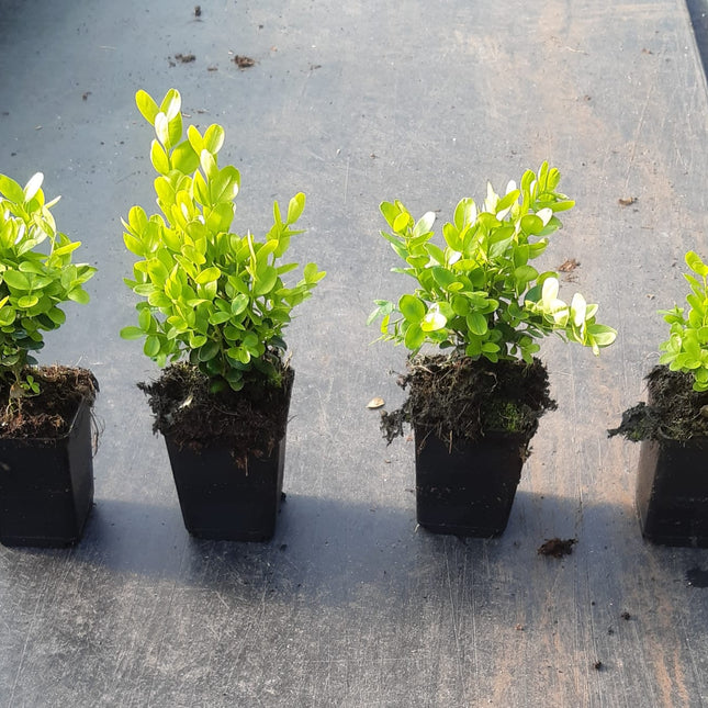 Buxus semp. Suffruticosa - Dwergbuxus