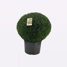 Afbeelding in Gallery-weergave laden, Buxus Sempervirens Bol
