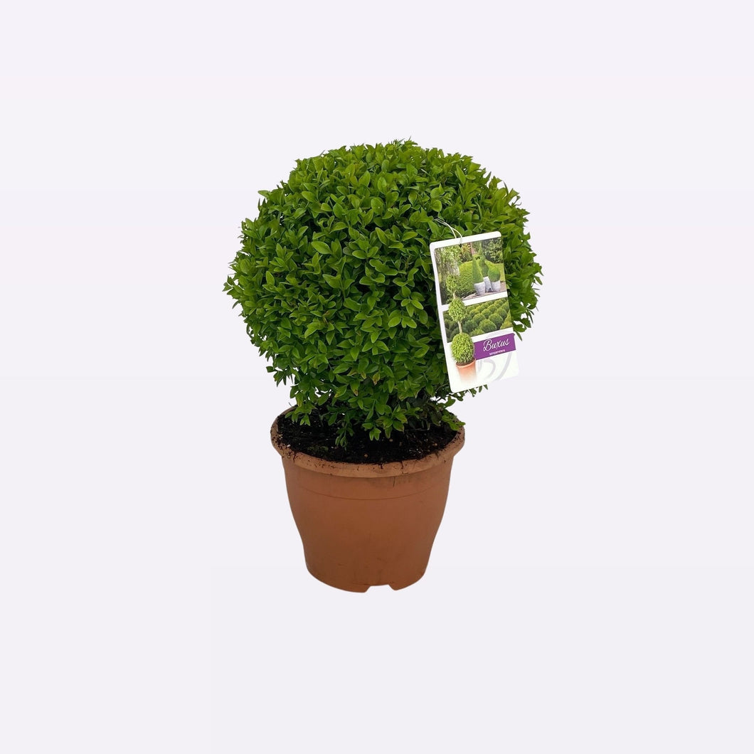 Buxus Sempervirens Bol