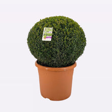 Afbeelding in Gallery-weergave laden, Buxus Sempervirens Bol
