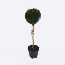 Afbeelding in Gallery-weergave laden, Buxus Sempervirens Bol op Stam
