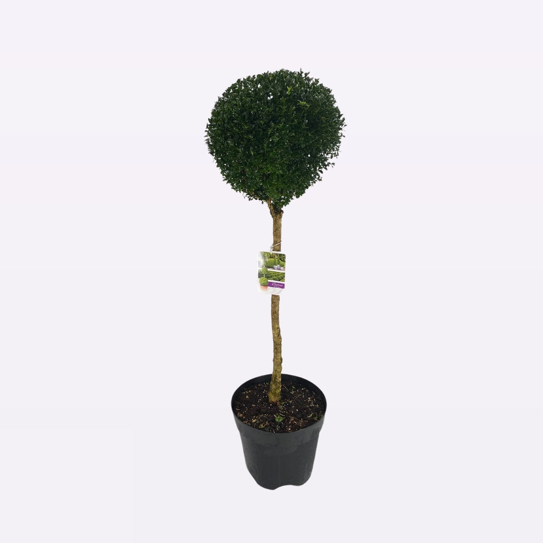 Buxus Sempervirens Bol op Stam