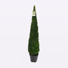 Afbeelding in Gallery-weergave laden, Buxus Sempervirens Piramide
