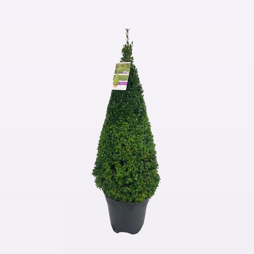 Buxus Sempervirens Piramide