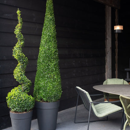 Buxus Sempervirens Piramide