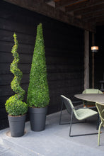 Afbeelding in Gallery-weergave laden, Buxus Sempervirens Piramide
