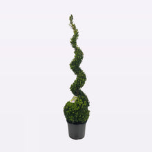 Afbeelding in Gallery-weergave laden, Buxus Sempervirens Spiraal
