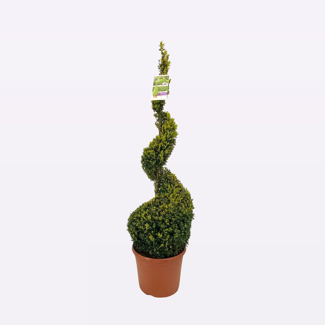 Buxus Sempervirens Spiraal