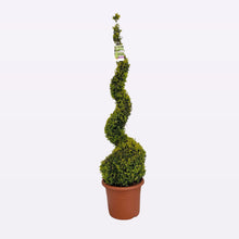 Afbeelding in Gallery-weergave laden, Buxus Sempervirens Spiraal
