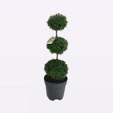 Afbeelding in Gallery-weergave laden, Buxus Sempervirens Triobol
