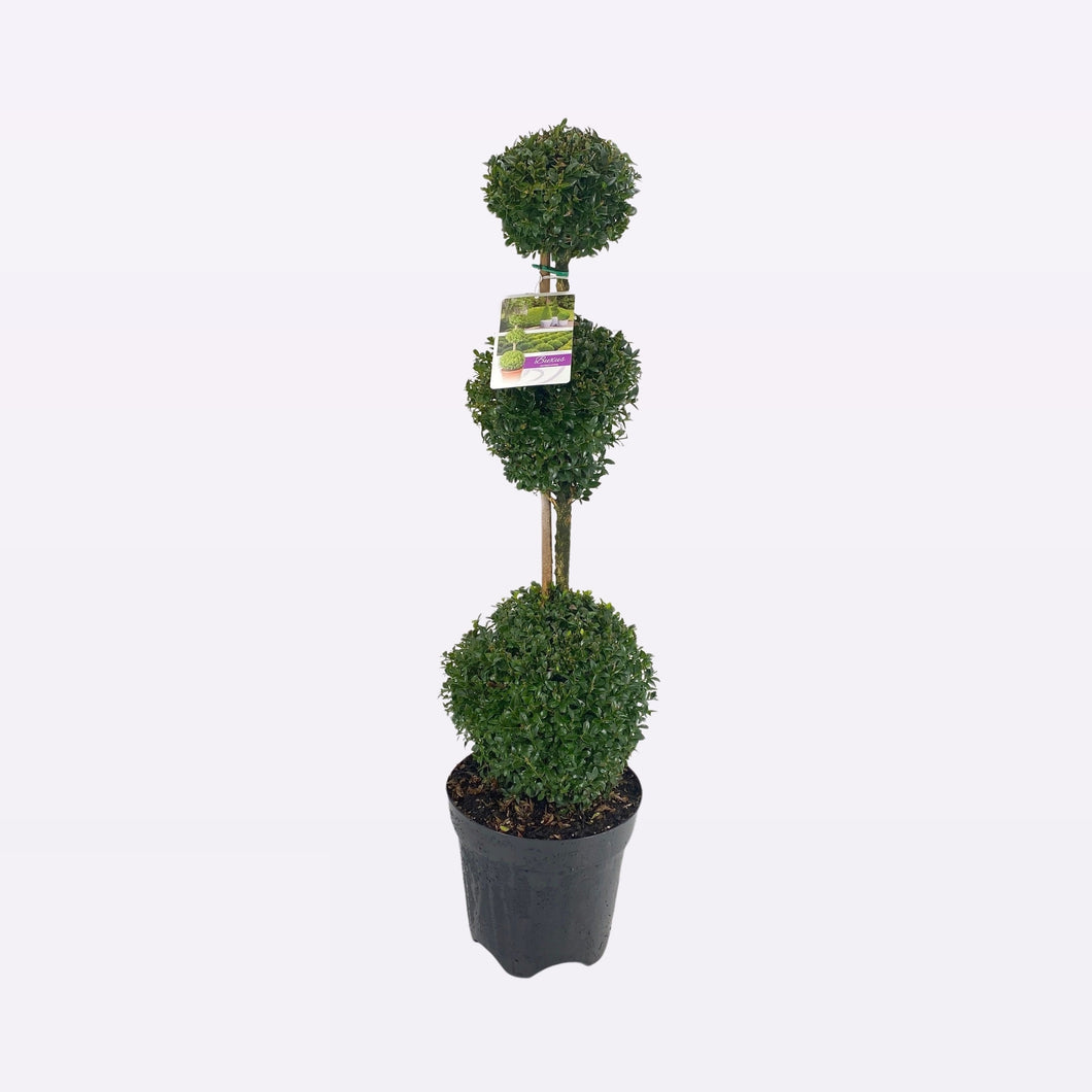 Buxus Sempervirens Triobol