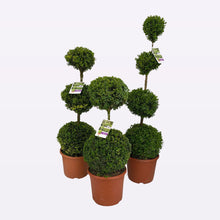 Afbeelding in Gallery-weergave laden, Buxus Sempervirens Triobol
