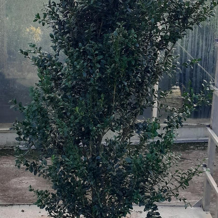 Buxus sempervirens - Buxushaag in pot