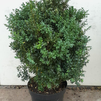 Buxus sempervirens - Buxushaag in pot