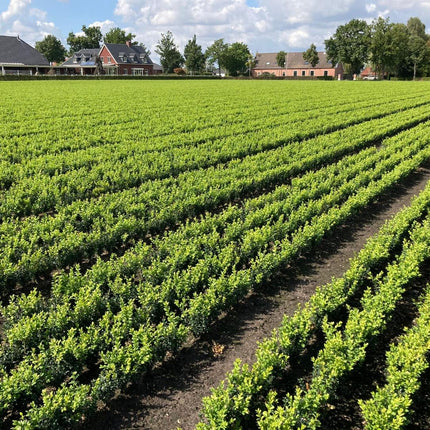 Buxus sempervirens - Buxushaag blote wortel