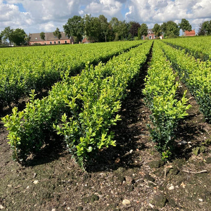Buxus sempervirens - Buxushaag blote wortel