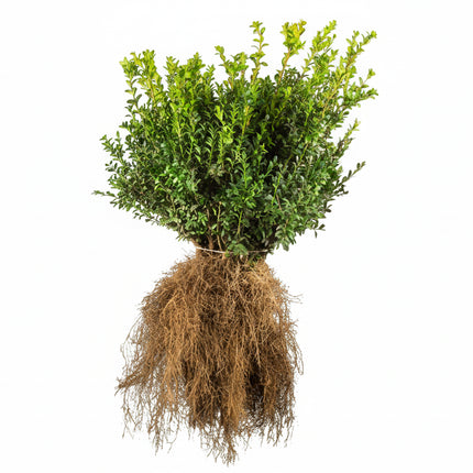 Bos van Buxus Sempervirens met blote wortel, dicht op elkaar geplant, klaar voor aanplant als haag of border.