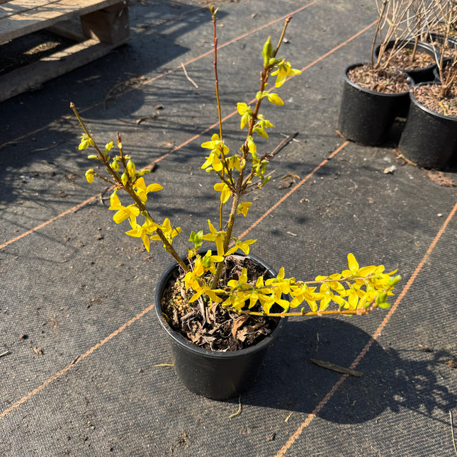 Forsythia intermedia ´Week-End´ - Chinees klokje