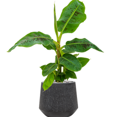 Collection image for: Kamerplanten voor bedrijven