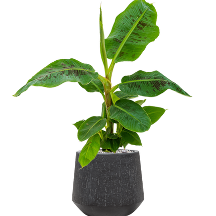 Musa 'Dwarf Cavendish' in Baq Raindrop pot Zwart - Bananenplant Kant & Klaar
