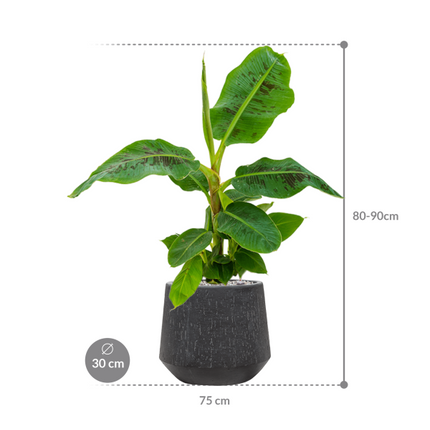 Musa 'Dwarf Cavendish' in Baq Raindrop pot Zwart - Bananenplant Kant & Klaar